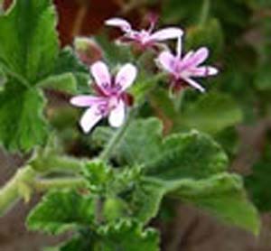 CHOCOLATE MINT SCENTED CHOCOLATE MINT SCENTED