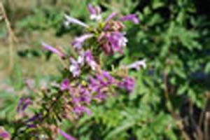 MEXICAN(Lippia) MEXICAN(Lippia)