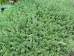 THYME CREEPING(Mother of Thyme