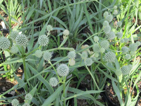 yuccifolium - Click Image to Close