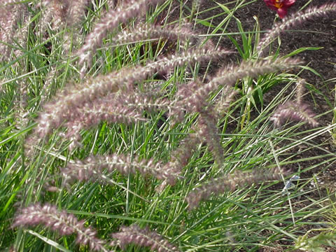 PENNISETUM or.KARLEY ROSE(gallon) - Click Image to Close