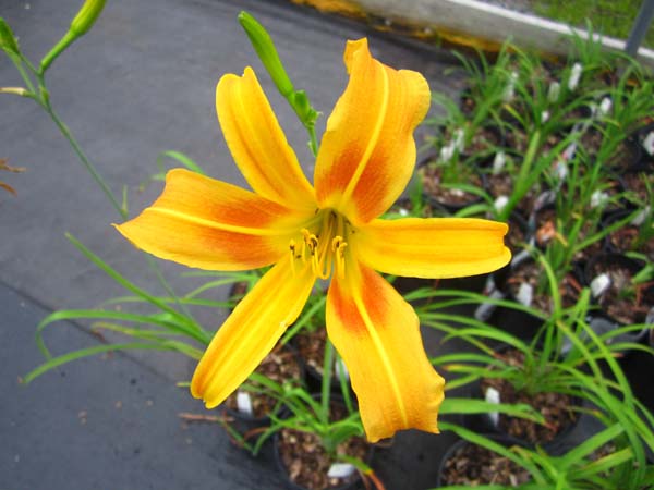 AUTUMN MINARET(super tall late,orange-yllw) - Click Image to Close