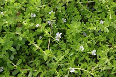 BACOPA (Thyme-leaved Gratiola) - Click Image to Close