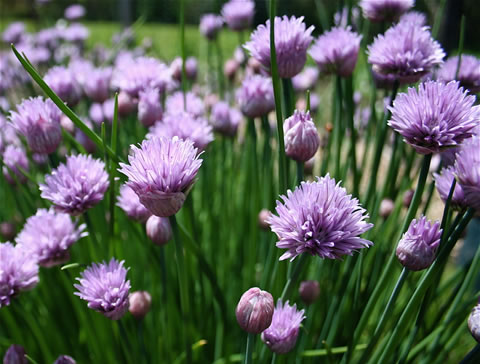 CHIVES - Click Image to Close