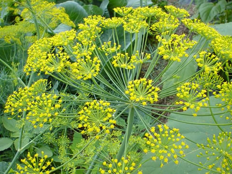 DILL FERNLEAF - Click Image to Close