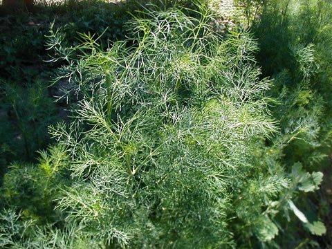 DILL(2010 of year) - Click Image to Close