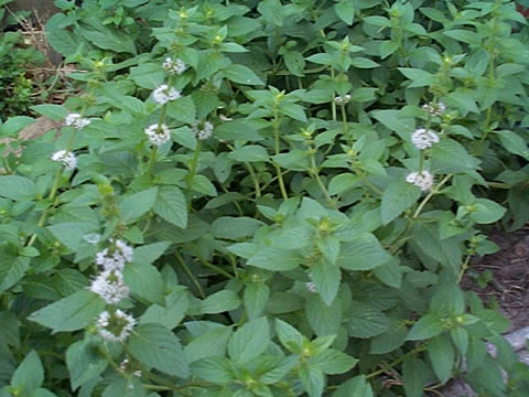 SPEARMINT(1998 herb of yr - Click Image to Close