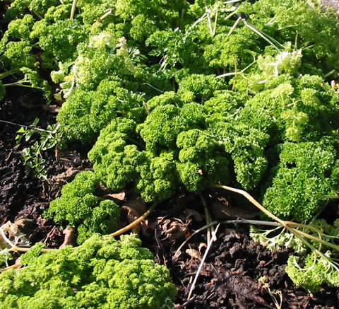 PARSLEY CURLY - Click Image to Close