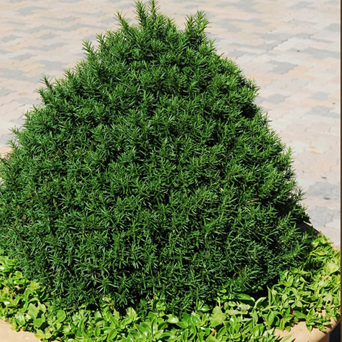 ROSEMARY officinalis(2000 hrb) - Click Image to Close