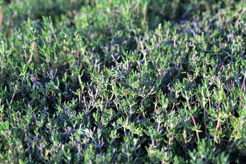 THYME ENGLISH(1996 Herb of the Year) - Click Image to Close