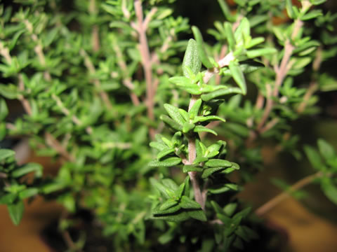 THYME FRENCH - Click Image to Close