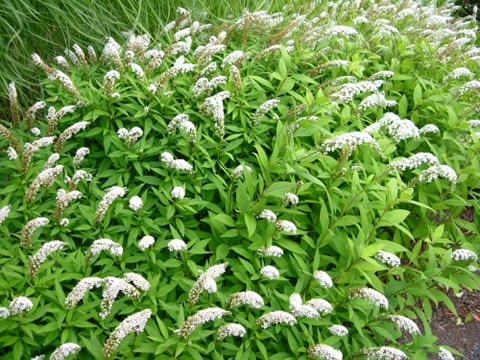 clethroides - Click Image to Close