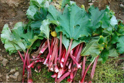 RHUBARB 3qt.(CANADIAN RED) - Click Image to Close