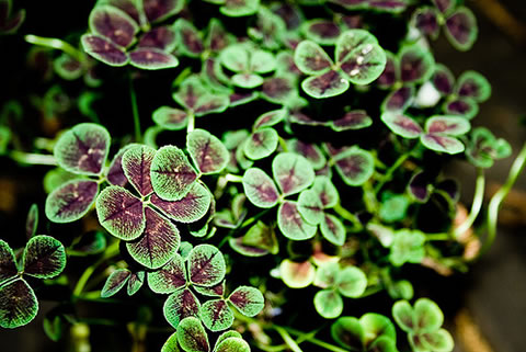 r.pentaphyllum - Click Image to Close