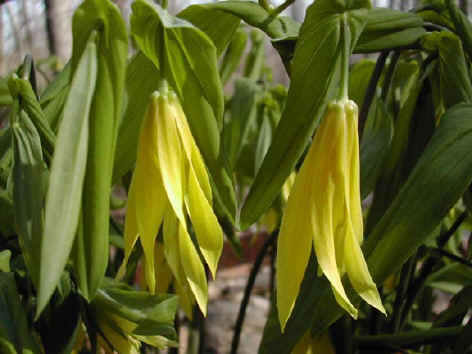 grandiflora - Click Image to Close