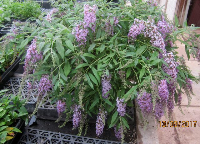 d.WISTERIA LANE(gallon) [BUDWIL4] : Zen Cart!, The Art of E-commerce