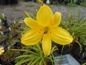 hortensis(yellow)