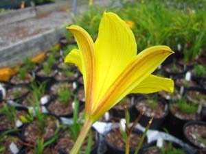 hortensis(yellow)