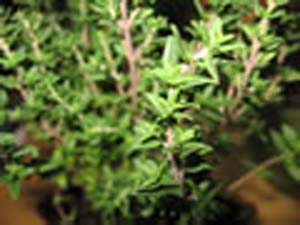 THYME FRENCH