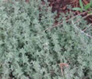 THYME SILVER