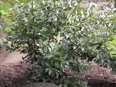 BAY LEAF(2009 of year) - Click Image to Close