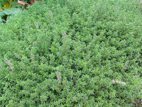 THYME CREEPING(Mother of Thyme - Click Image to Close
