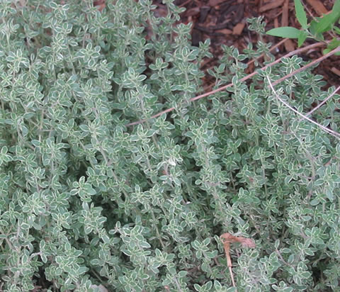 THYME SILVER - Click Image to Close