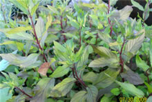DOUBLEMINT RED-STEMMED