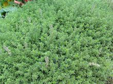THYME CREEPING(Mother of Thyme