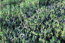 THYME ENGLISH(1996 Herb of the Year)